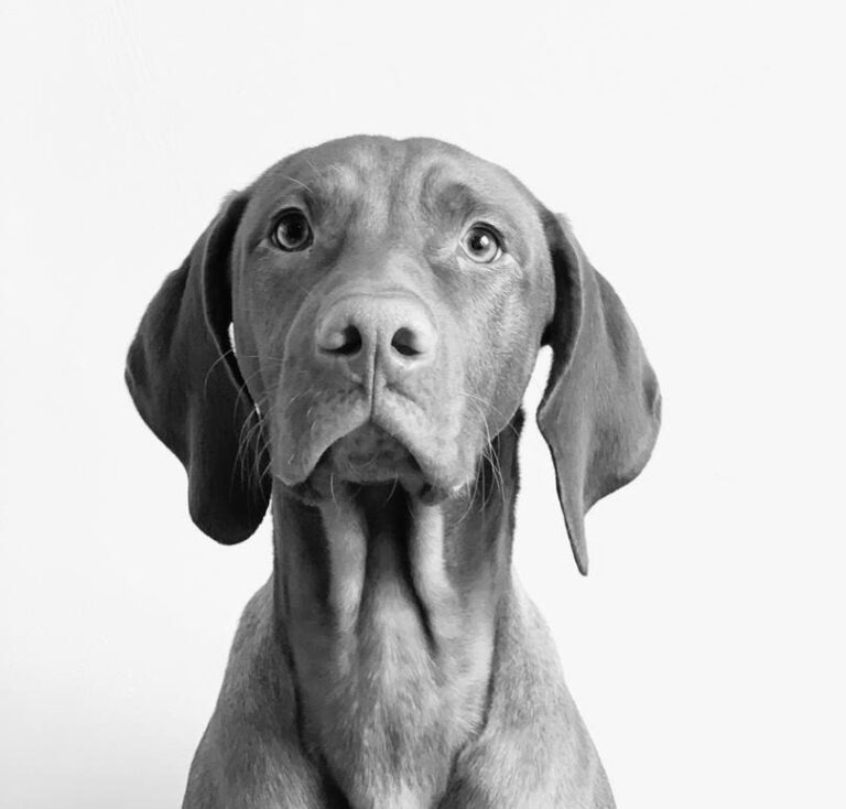 Charlie – Gute-Laune-CEO
