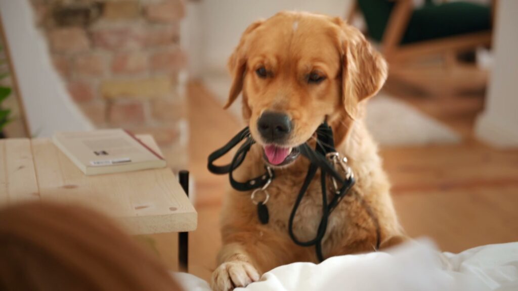Der Hund bringt die Leine