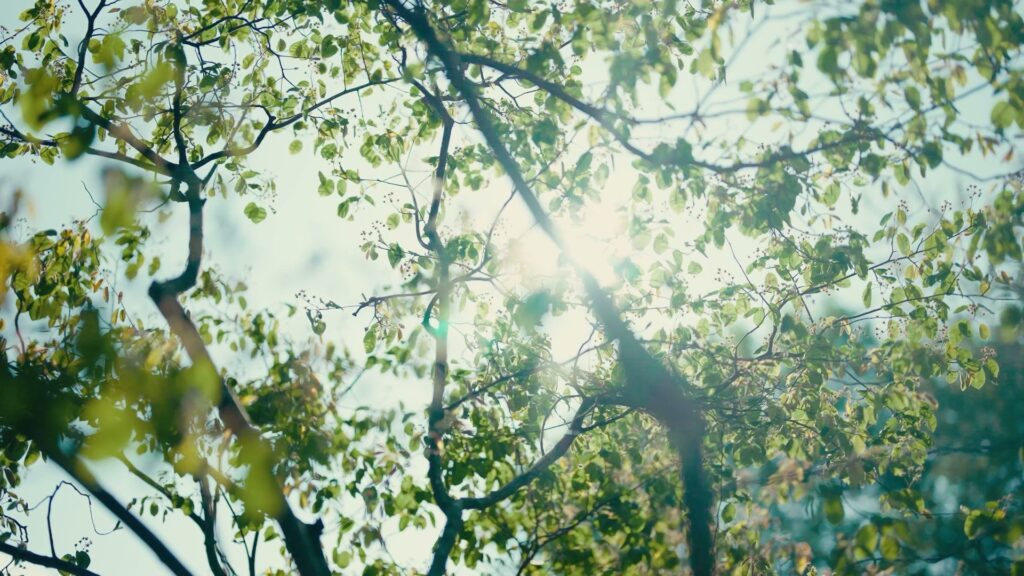 Sonnenlicht scheint durch das frische grüne Blätterdach eines Baumes.
