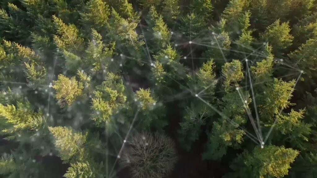 Luftaufnahme über Wald mit eingeblendeter Netzwerk-Grafik zur vernetzten Mobilität.