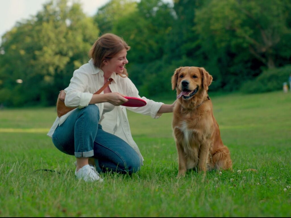 Scene from the 8in1 brand film: Golden Retriever waiting eagerly in the park for the red frisbee